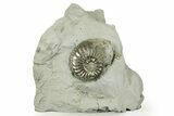 Pyritized Jurassic Ammonite (Amaltheus) Fossil - France #367616-1